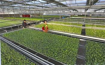 科技赋能，绿色转型 溱湖湿地农业生态园以工厂化育苗引领现代农业新篇章