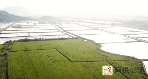 彭泽县优质农特产品闪耀全市农民丰收节，迎来现代农业展示新篇章